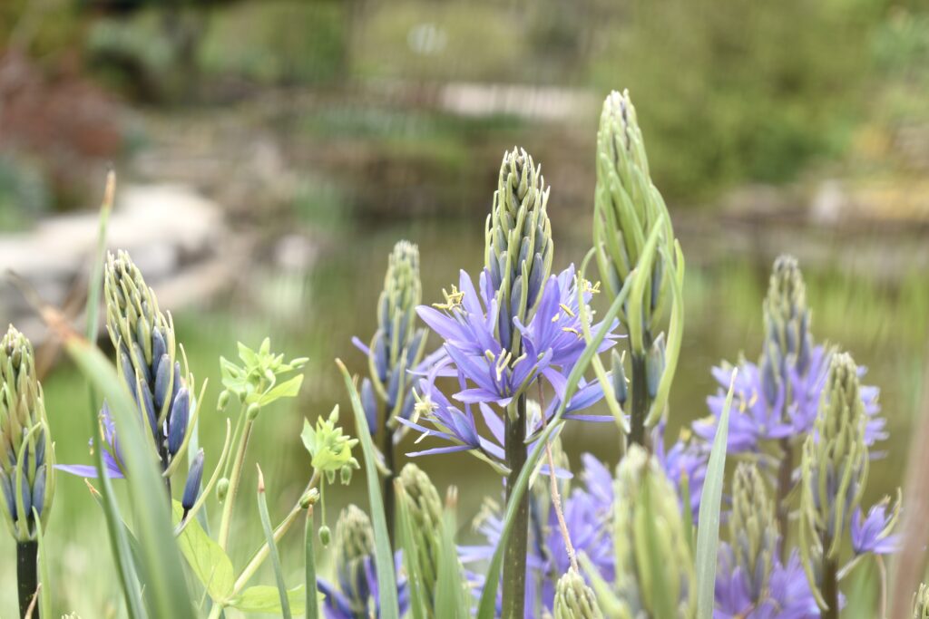 This is a photo by Kat Stano of purple small camas flowers in a beautiful garden on an overcast April day.