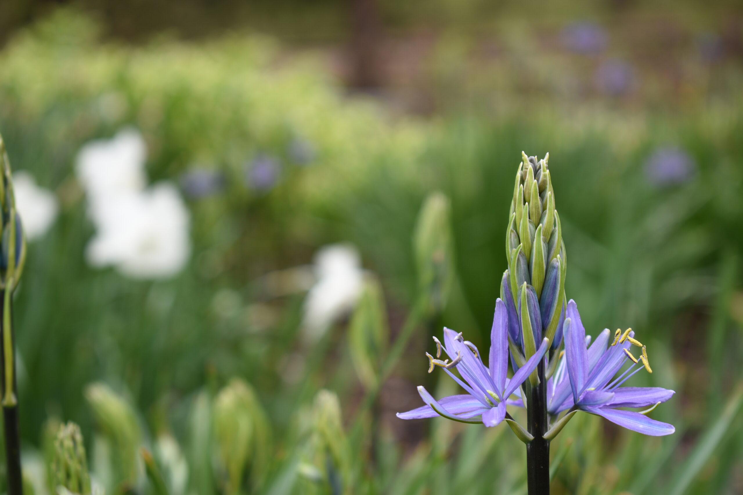 This is a photo by Kat Stano of a purple small camas flower in a floral garden on an overcast April day.