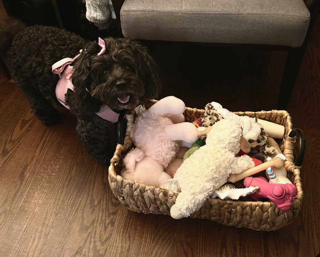 This is a photo of Kat's schnoodle dog, Cosette, standing by her basket of toys, smiling.