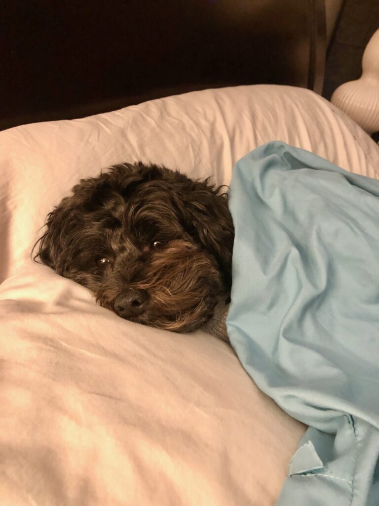 This is a photo of Kat's dog, Cosette, relaxing under a blanket.