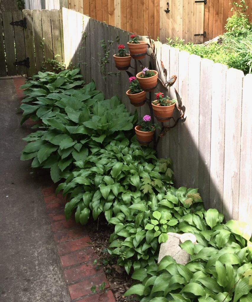 This is a photo of a garden walkway with hostas and potted flowers.