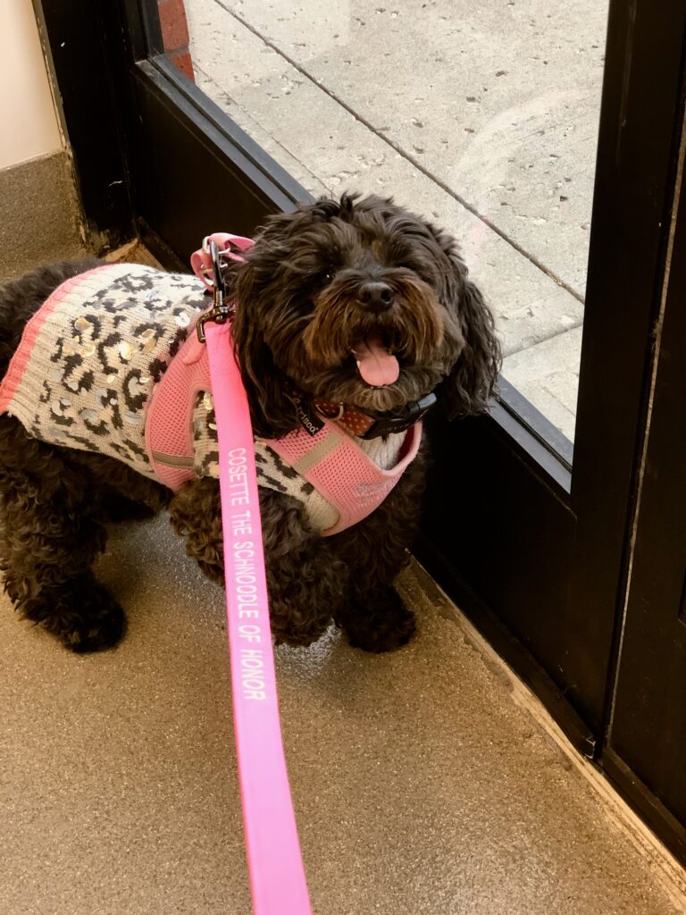 This is a photo of Kat's dog, Cosette, smiling and wearing an animal print sweater.