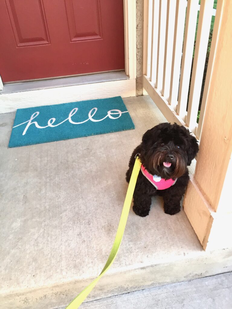 This is Kat's dog Cosette on the front porch to represent painting your front door as easy home improvements.