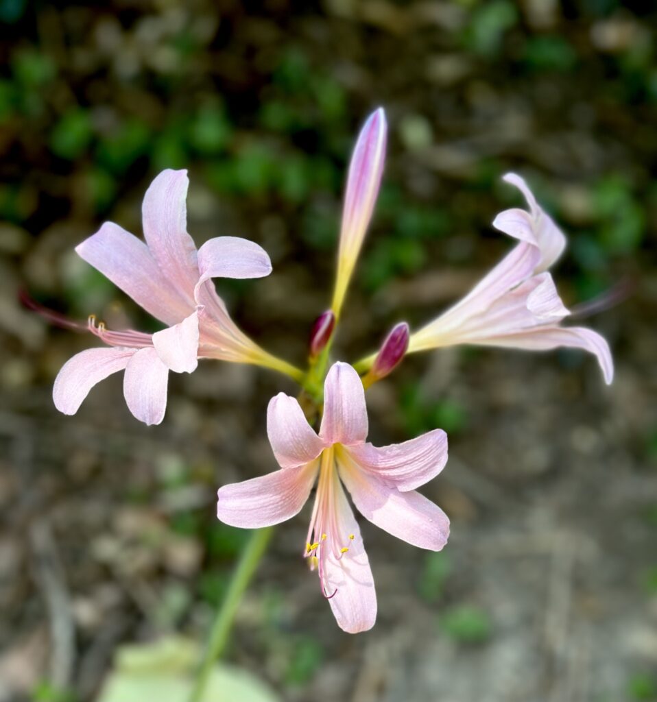 These day lilies are from Kat's yard and are an inspiration for having an eco friendly family.