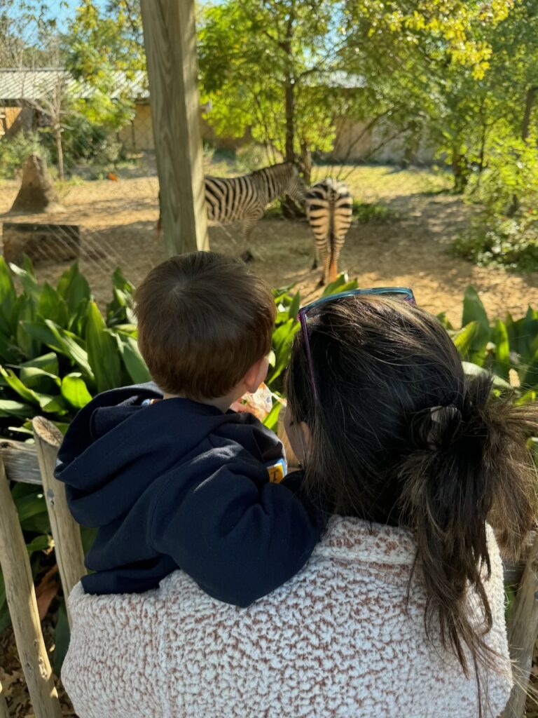 This is a mom and her toddler son looking at some zebras at a wildlife refuge to discuss an eco friendly family home.