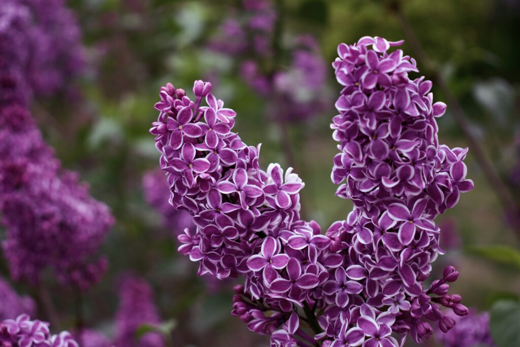 This is a photo by Kat Stano of purple lilacs in a garden.