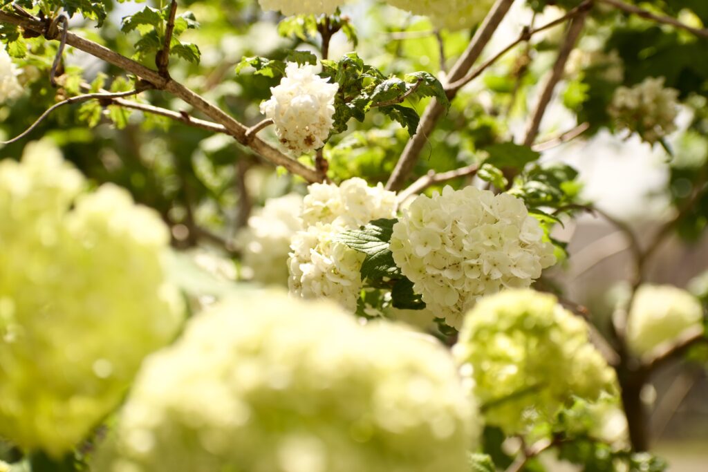 This is a photo by Kat Stano of snowball flowers.