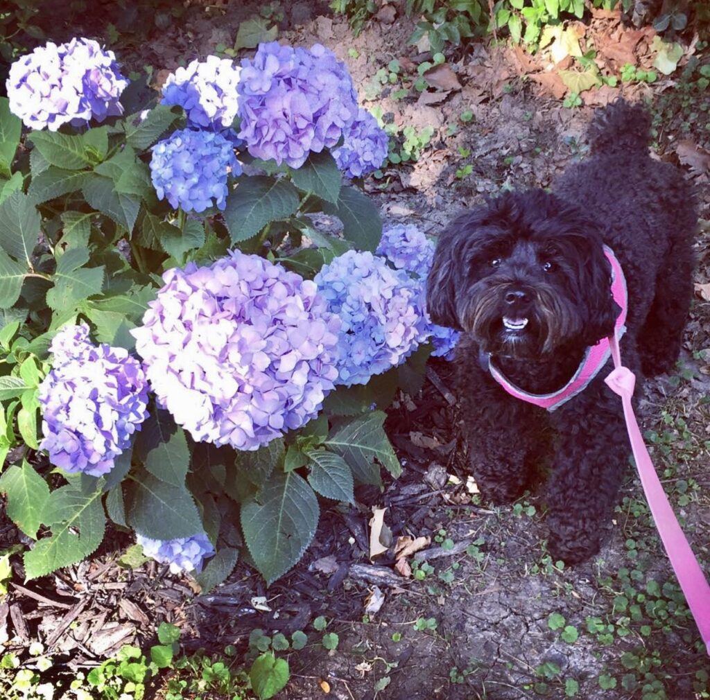 This is a photo of Cosette standing by Nantucket Blue hydrangeas.