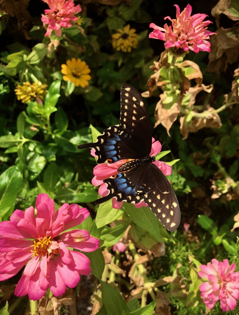 This is a photo by Kat Stano of a black and blue butterfly on a hot pink flower.