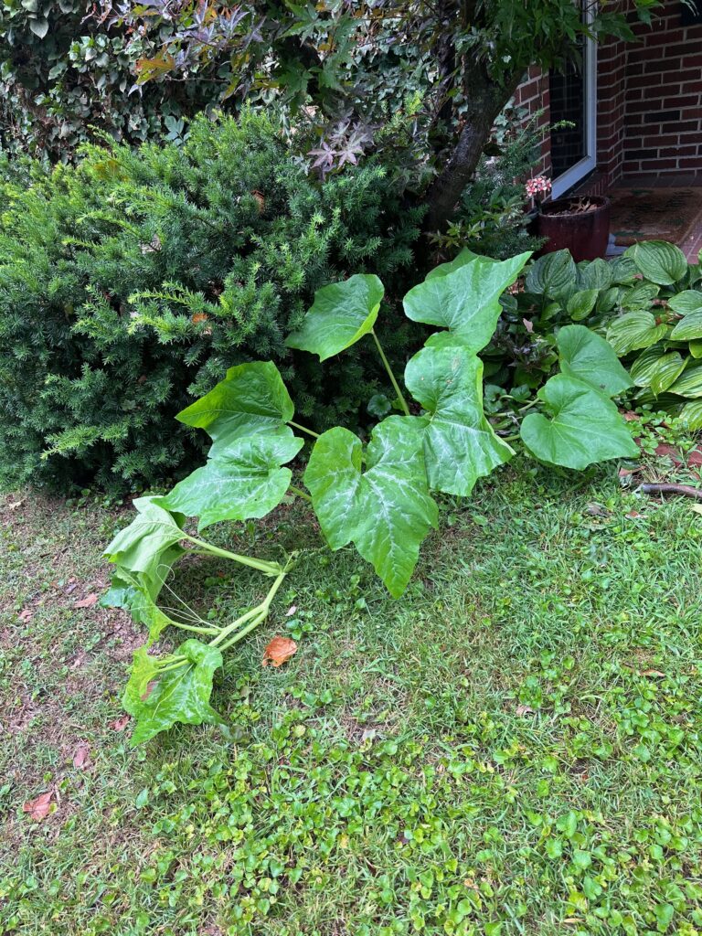 This is a photo of the front yard pumpkin patch.