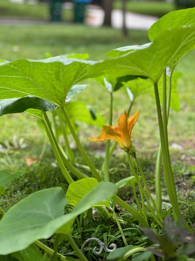 This is a photo of an orange flower in the pumpkin patch.