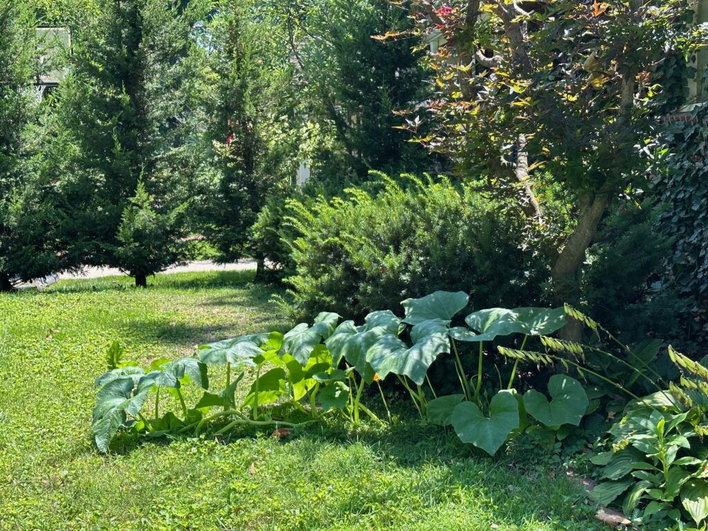 This is a photo of the pumpkin patch growing toward the street.