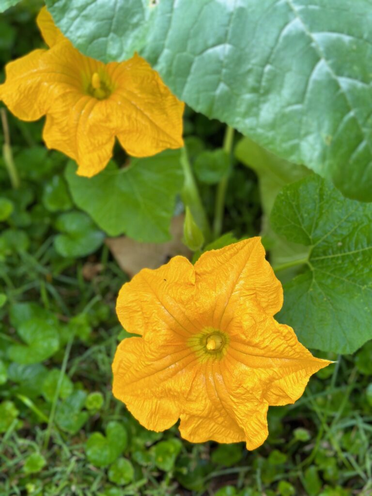 This is a photo of two orange pumpkin patch flowers.