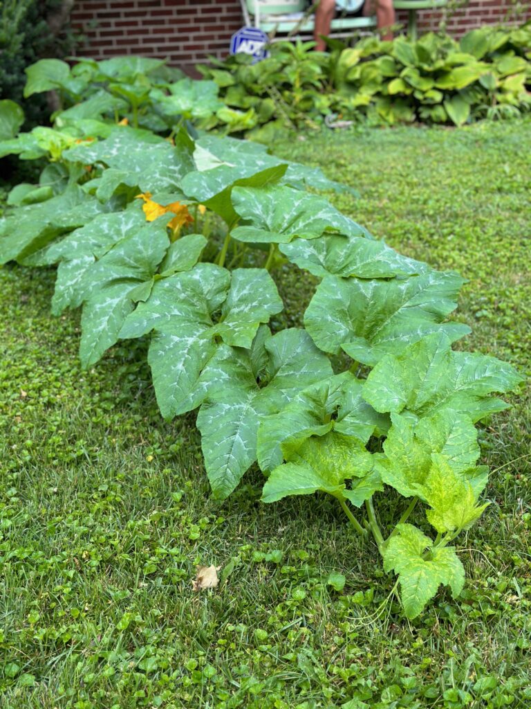 This is a photo of the pumpkin patch with a guy sitting in the background.