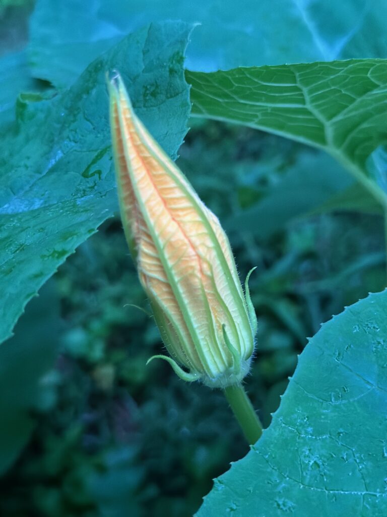 This is a photo of a bloom popping up from the pumpkin patch.