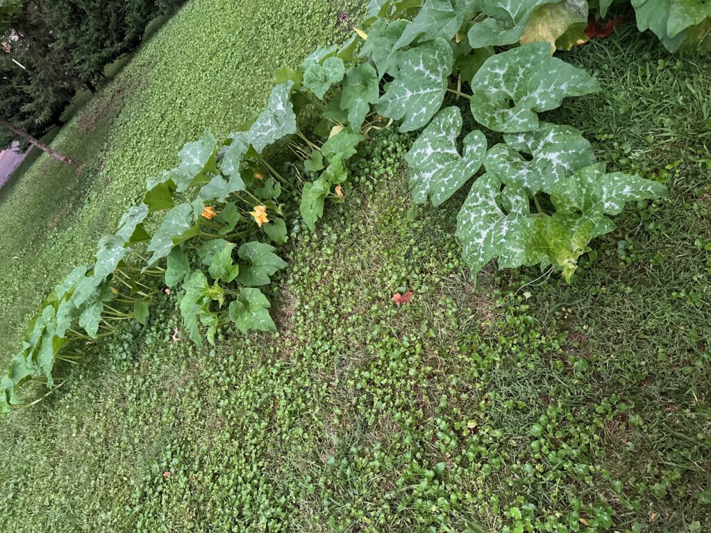 This is an aerial view of the pumpkin patch.