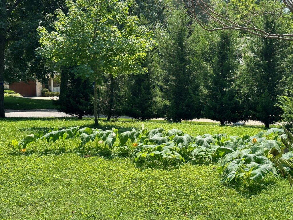 This is a photo of the growing pumpkin patch.