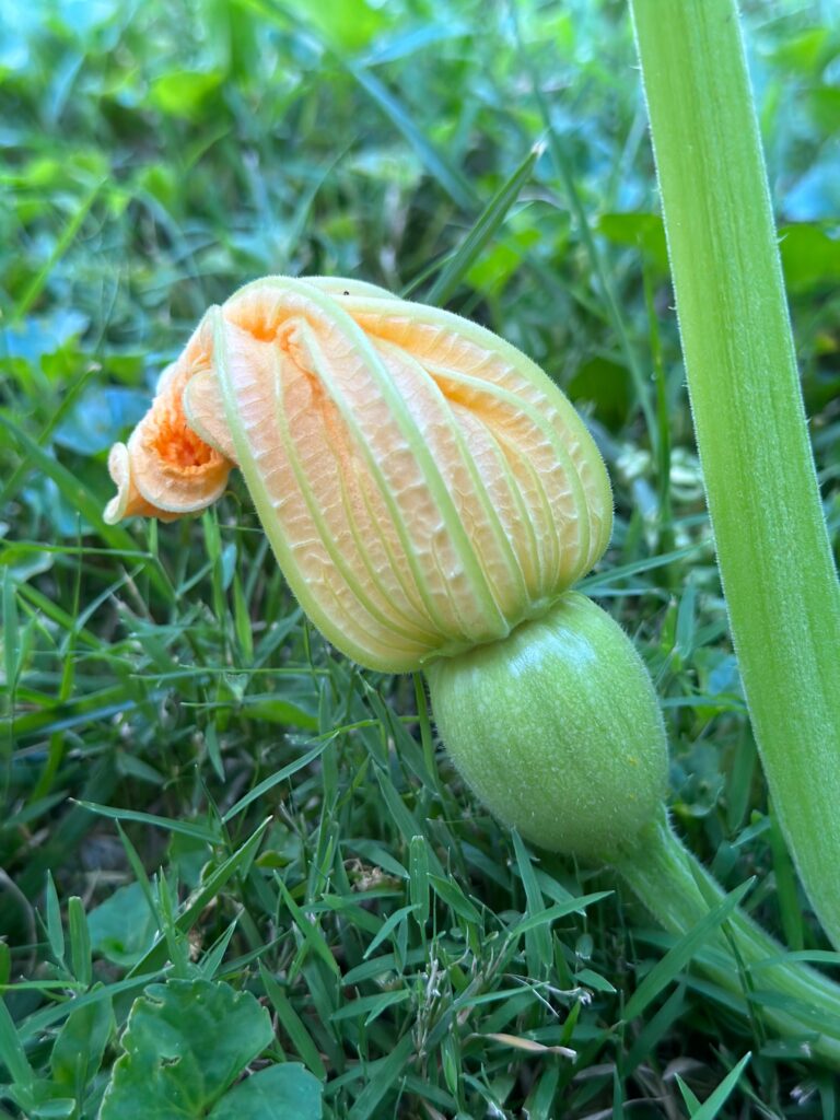 This is a photo of the start of a little pumpkin forming.