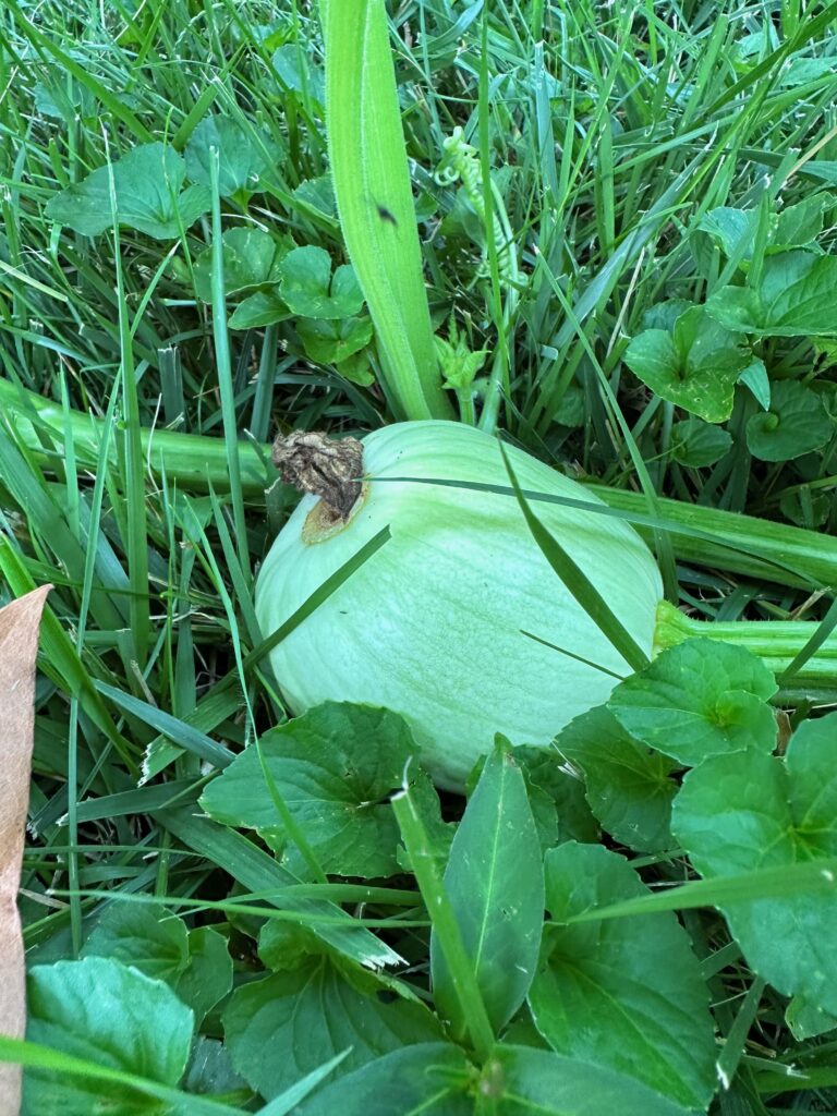 This is a photo of another small pumpkin.