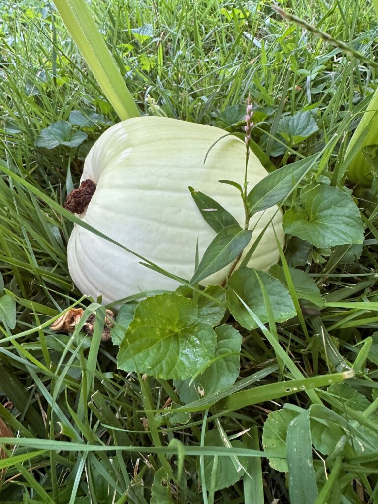 This is a photo of a small white pumpkin sitting in the pumpkin patch.