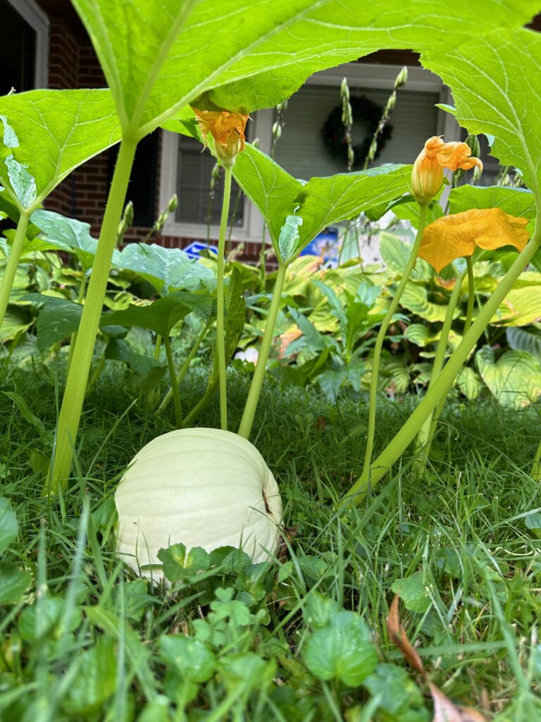 This is another photo of a white pumpkin.