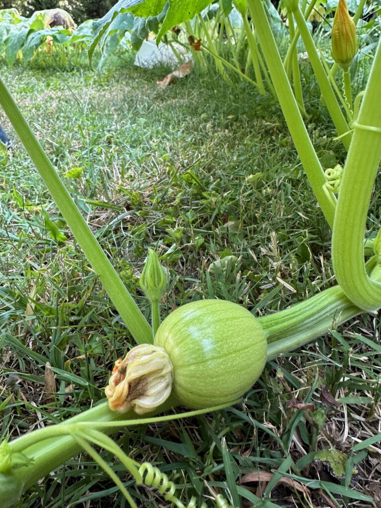 This is another view of a tiny pumpkin forming.