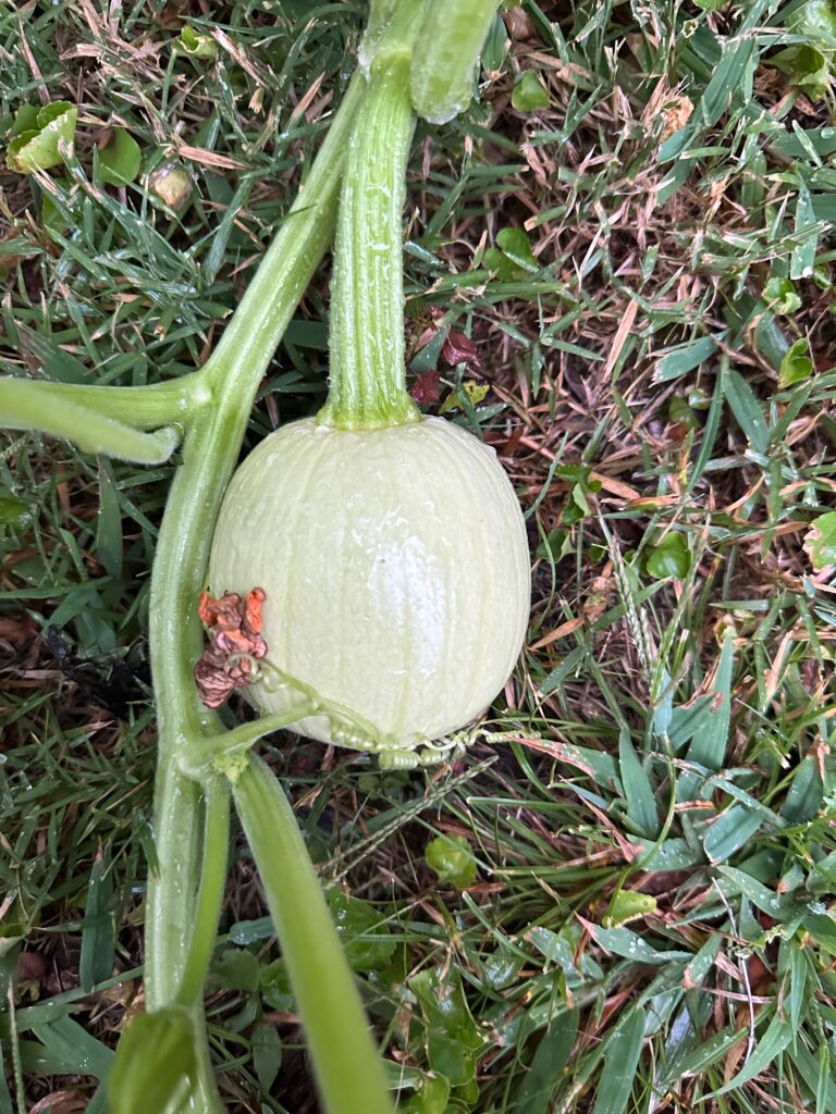 This is a photo of a small white pumpkin growing.