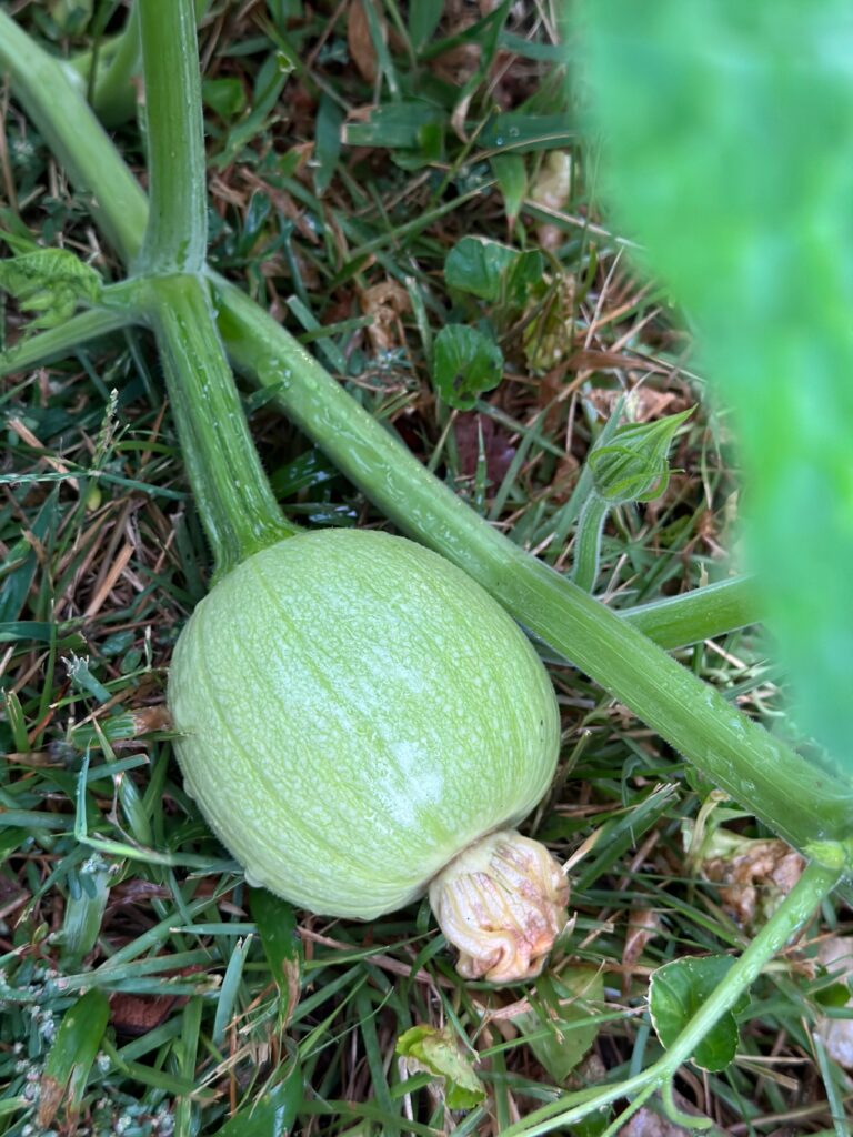 This is a photo of a baby pumpkin growing.