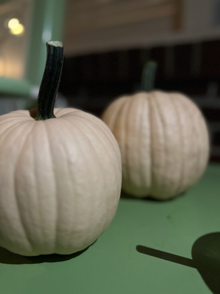 This is a photo of two pumpkins Kat grew in her front yard.