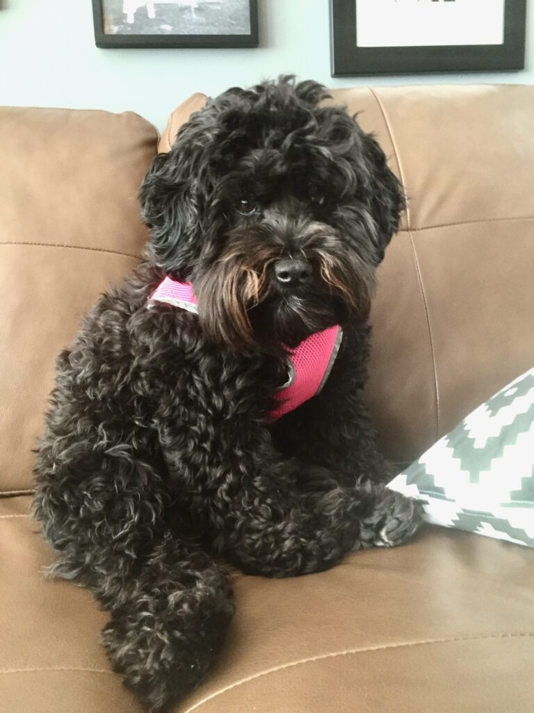 This is photo of Cosette the schnoodle sitting on the couch, looking straight at the camera in a perturbed way.