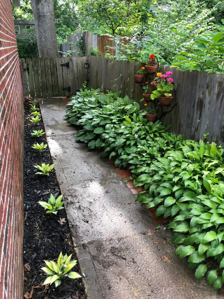 This is a photo of Kat's garden walkway with hostas and flowers lining the path.