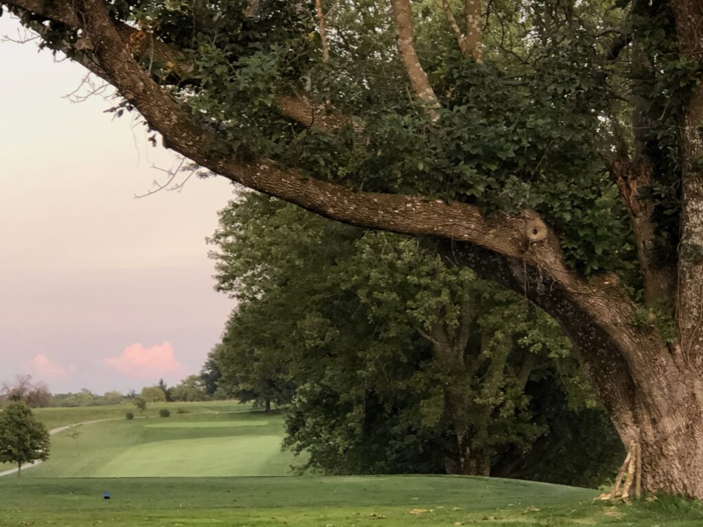 This is a beautiful old tree, something that a carbon neutral project would work hard to protect.