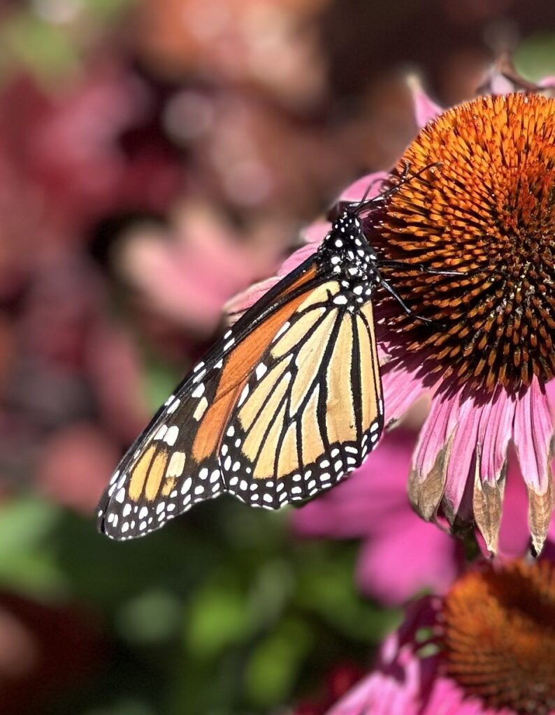 Terrapass is one of the carbon offsetting companies dedicated to helping nature, like the beautiful Monarch butterfly in this photo.