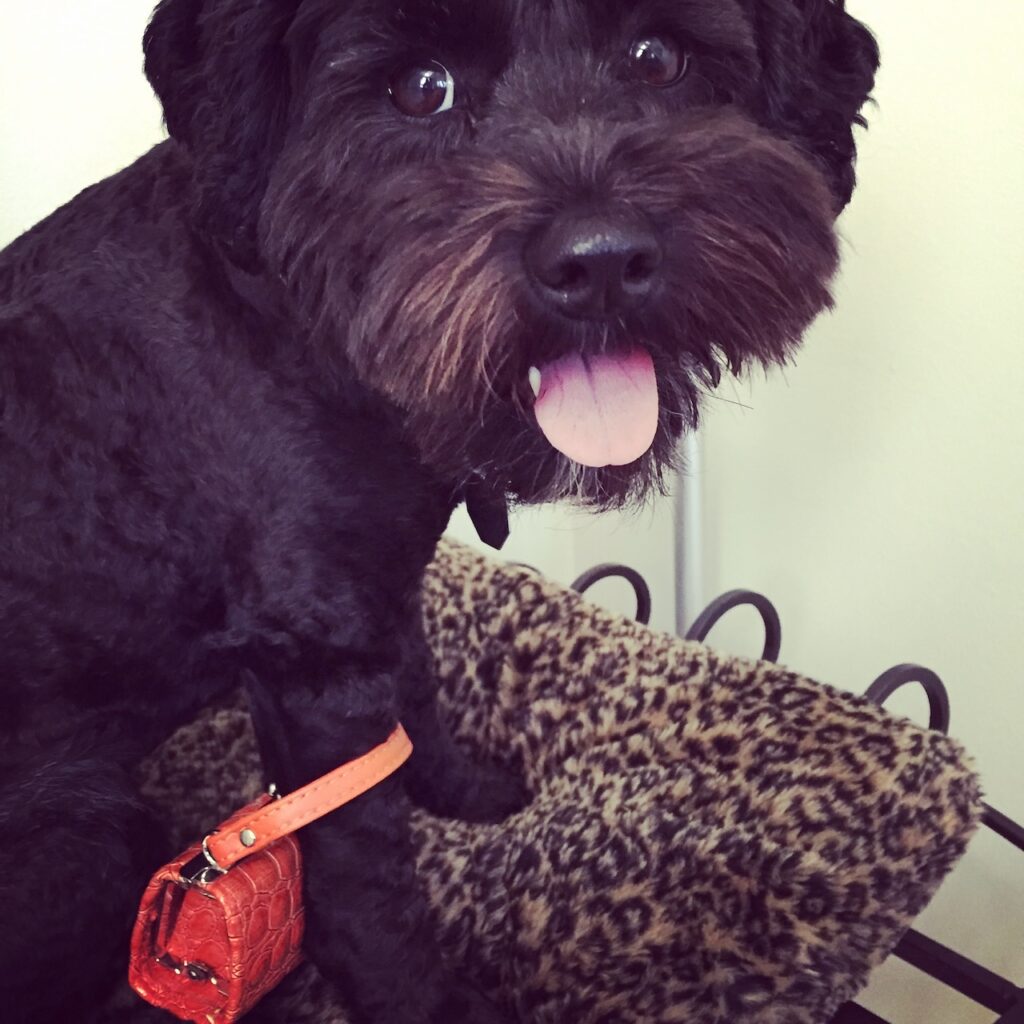 This is Kat's dog Cosette holding a tiny purse to show how to pack a suitcase for airline travel.