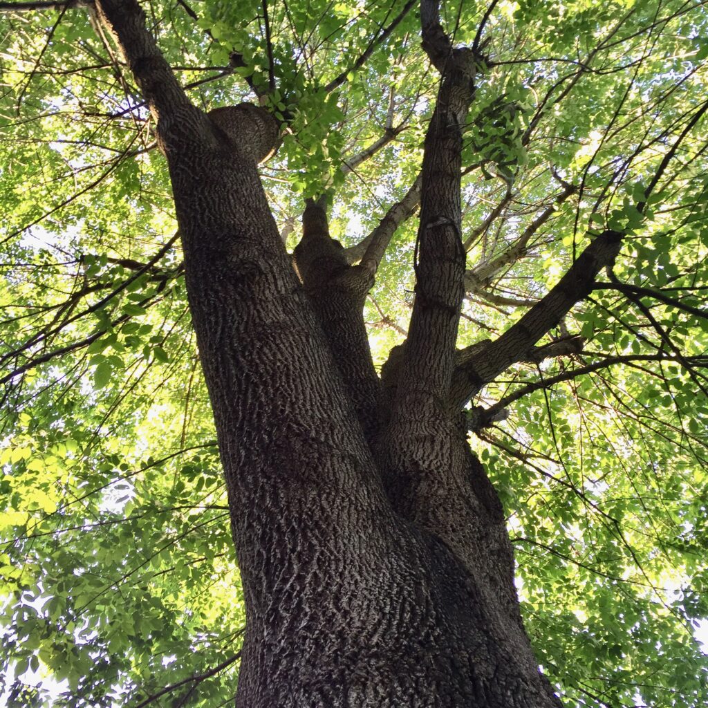 This was the beautiful ash tree that used to be in Kat's secret garden backyard.