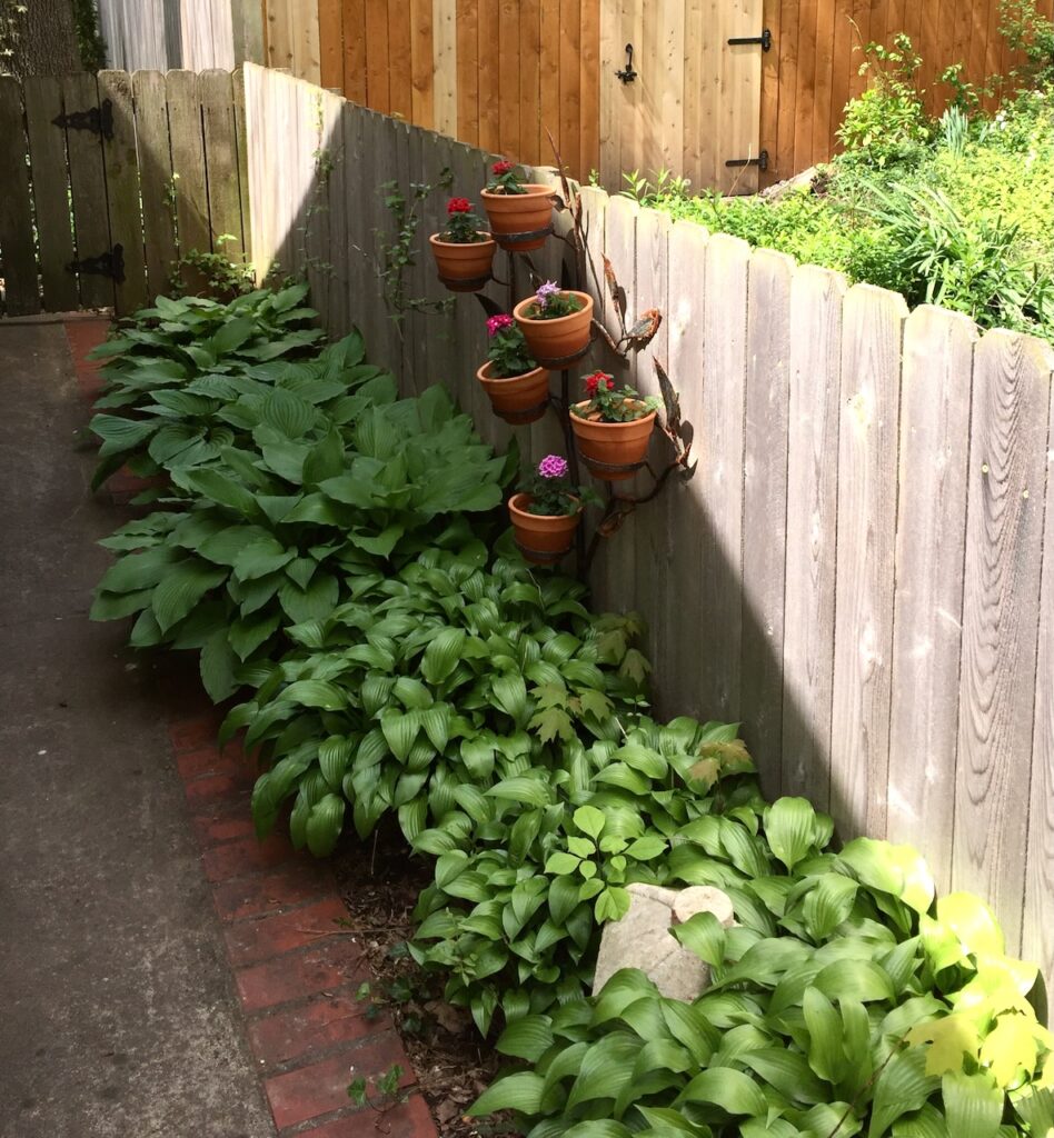 This is the pathway to Kat's secret garden entrance, lined with hostas.