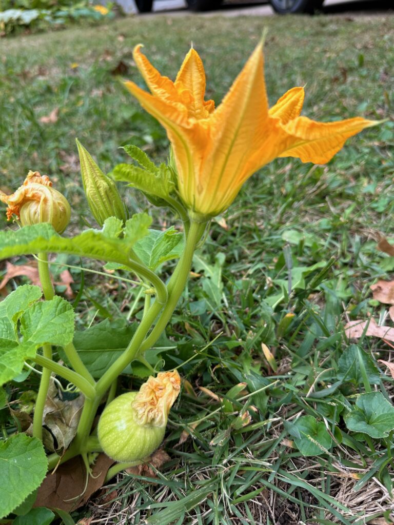 This is a photo of a pumpkin flower and baby pumpkins in Kat's front yard.