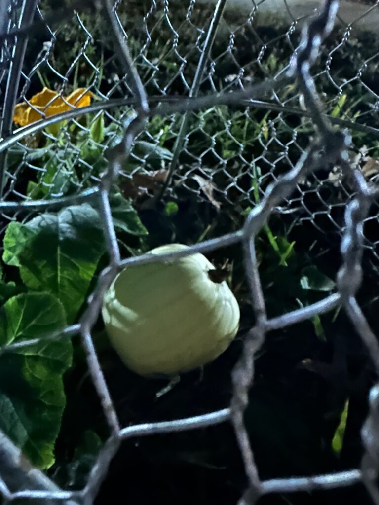 This is a photo of the pumpkin at night sitting under a protective metal covering.