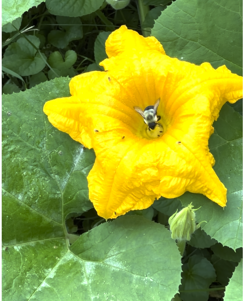 This is a picture of a bumblebee sitting on a pumpkin bloom.