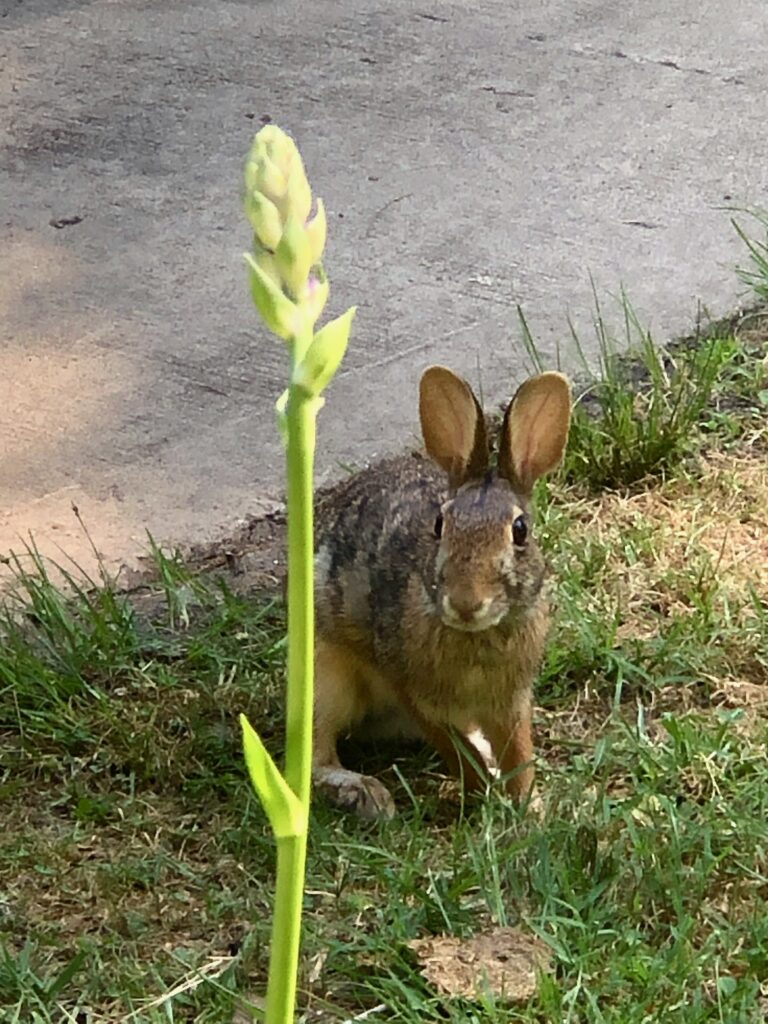 This is a bunny next to my hosta and one huge reason I choose environmentally friendly makeup.