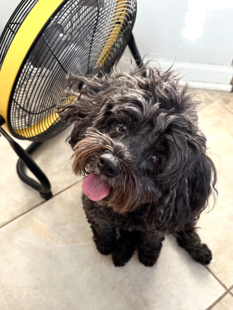 This is an example of green workplace initiatives with a rechargeable fan that Kat's dog is enjoying.