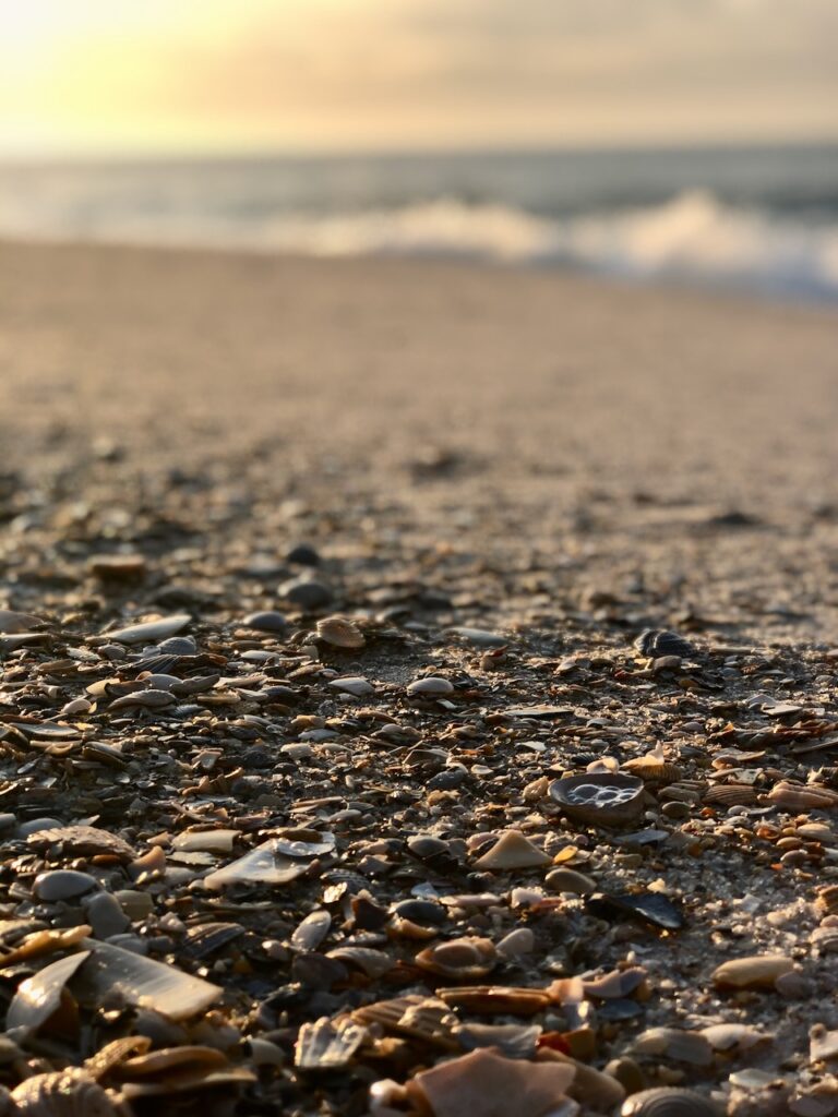 This is a pretty beach with shells in the forefront to spark inspirational words.