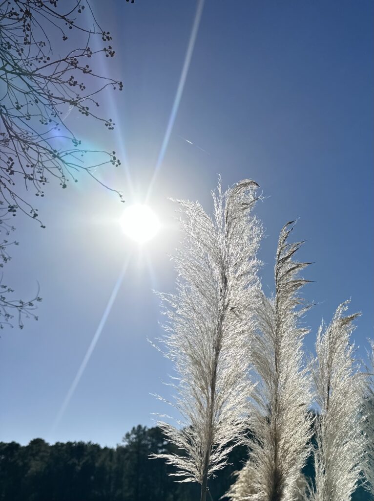 This is a photo of beautiful sunlit pampas grass as nature inspiration for eco friendly examples.