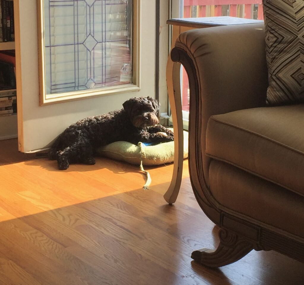 This is Kat's dog sitting by a storm door to look out the window to illustrate signs you have a big heart.