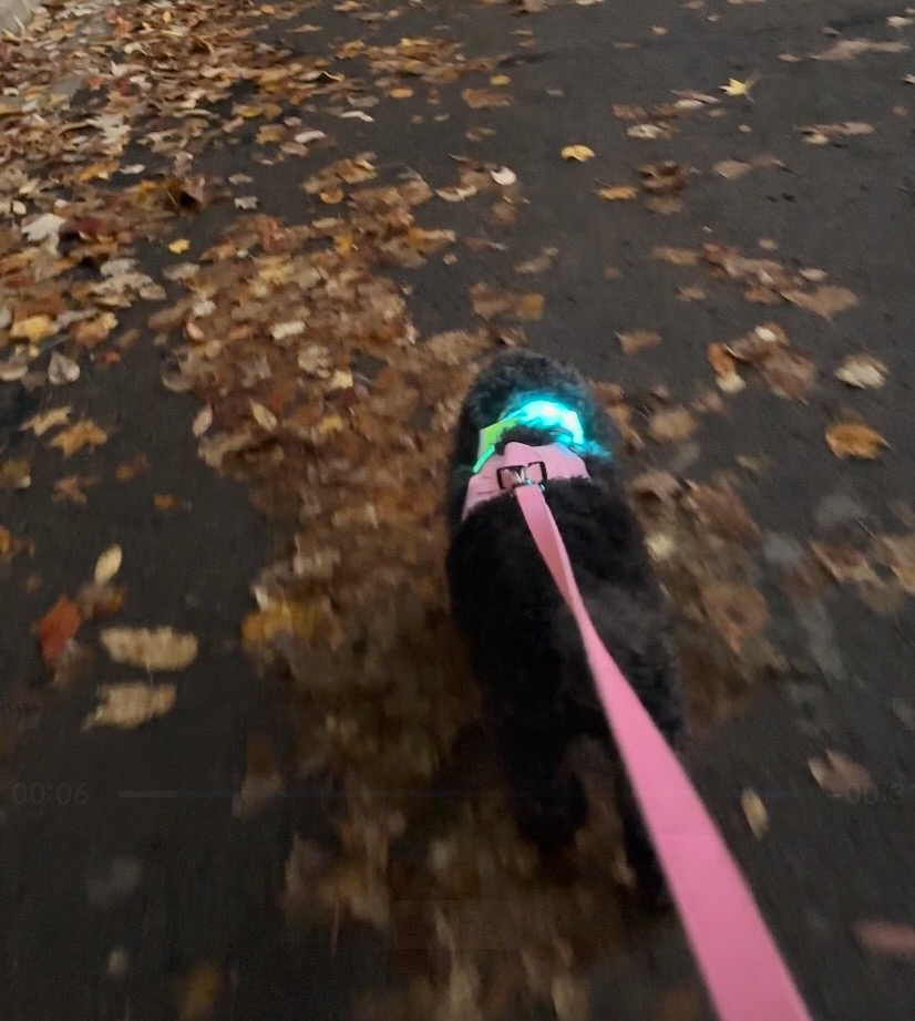 This is Kat's dog walking on the street through fall leaves with her light harness on.