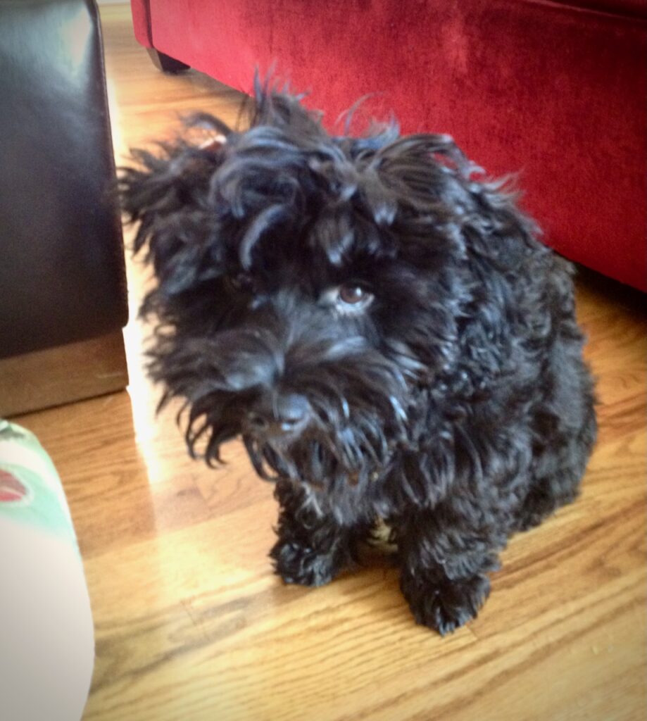 This is Kat's dog, Cosette, looking extra suspicious to talk about composting at home and tips.