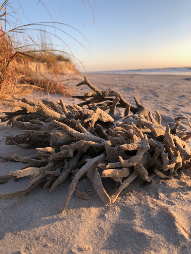 This is some natural kelp on the ocean shore to show green wedding decorations for reception.