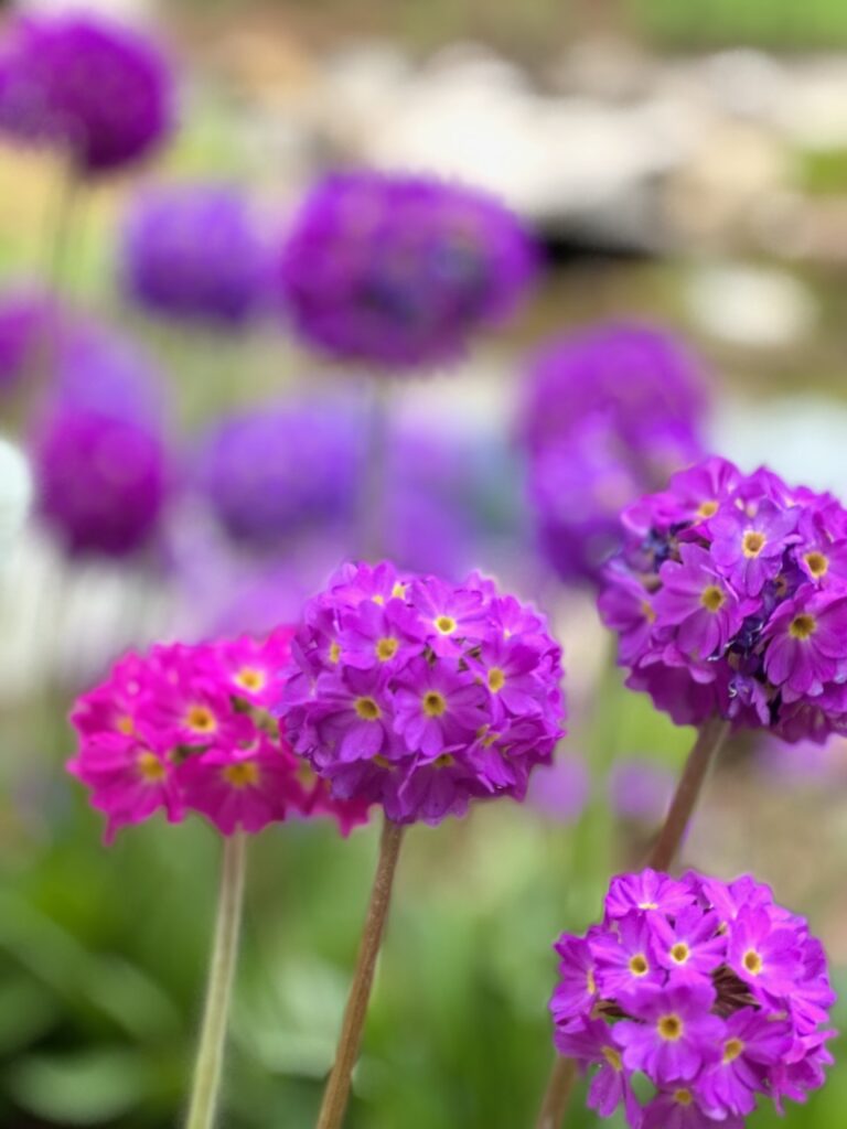 Beautiful purple flowers in Colorado to demonstrate what can we compost.