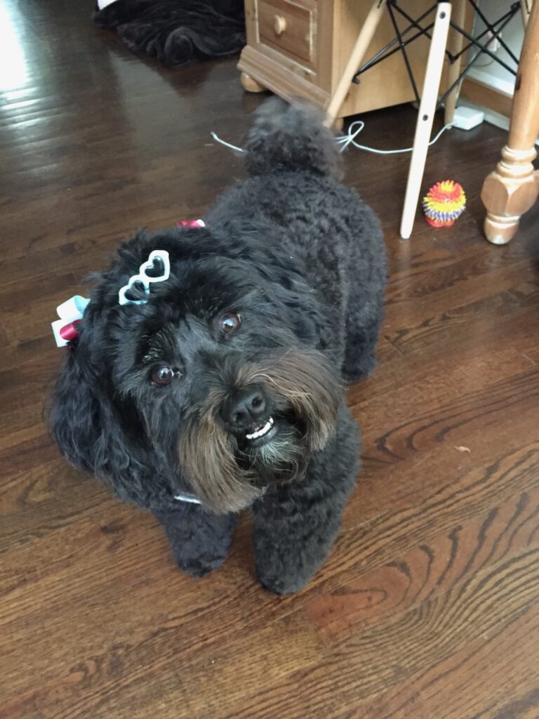 Kat's dog wearing bows and hair clips and looking innocent to illustrate dogs digging in the compost during the discussion of what can you compost.