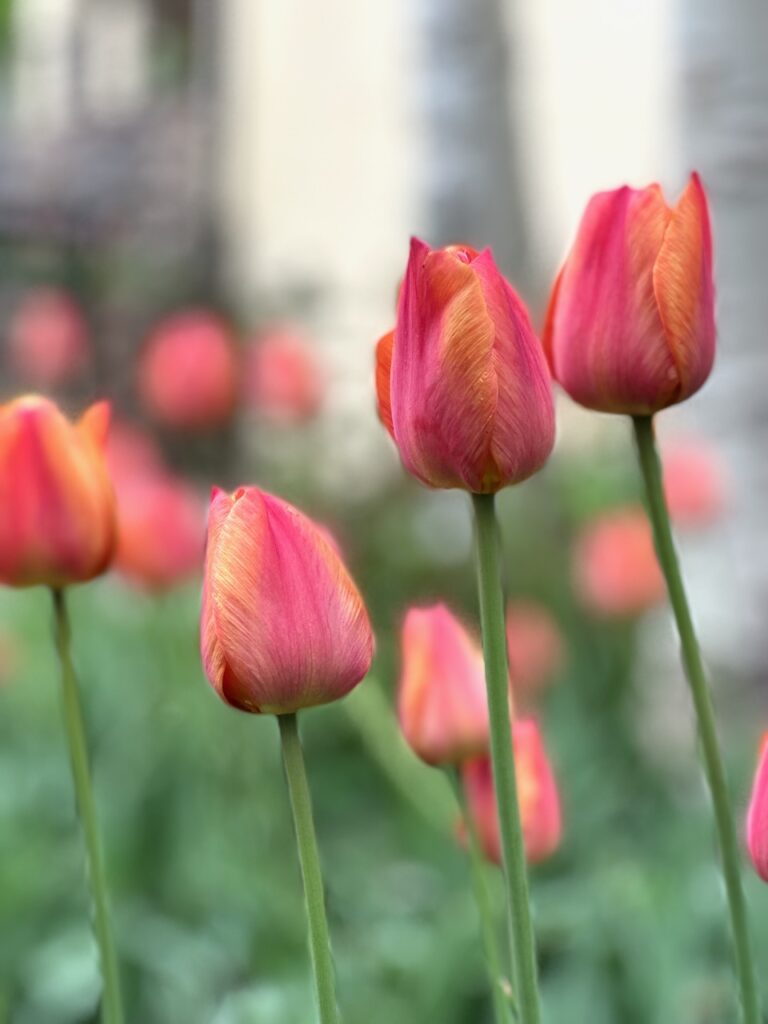 Here are some coral tulips in Colorado to discuss what should i compost.